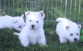 West Highland White Terrier - Quelle: http://www.white-snowshoes.de