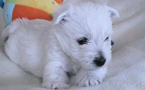 West Highland White Terrier - Quelle: http://www.white-snowshoes.de