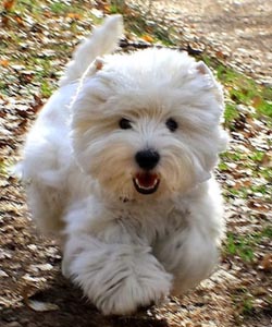 West Highland White Terrier - Quelle: http://www.white-snowshoes.de