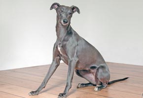 Whippet - Quelle: http://www.efflorescos.de Whippet - Quelle: http://www.efflorescos.de