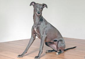 Whippet - Quelle: http://www.efflorescos.de