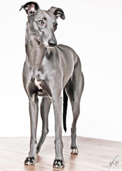 Whippet - Quelle: http://www.efflorescos.de