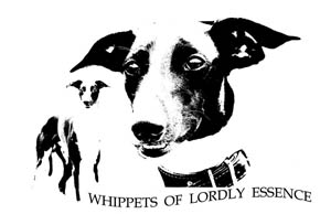 Whippet - Quelle: http://www.of-lordly-essence.blogspot.com