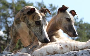 Whippet- Quelle: http://www.pallid-dragon-whippets.de Whippet- Quelle: http://www.pallid-dragon-whippets.de