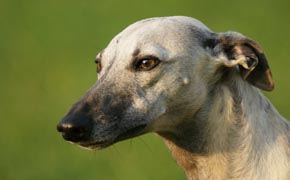 Whippet- Quelle: http://www.pallid-dragon-whippets.de Whippet- Quelle: http://www.pallid-dragon-whippets.de