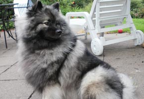 Wolfsspitz - Quelle: http://www.despinas-zauberwölfe.de Wolfsspitz - Quelle: http://www.despinas-zauberwölfe.de