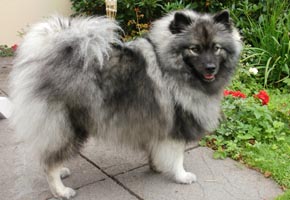 Wolfsspitz - Quelle: http://www.despinas-zauberwölfe.de