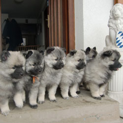 Wolfsspitz - Quelle: http://www.wolfsspitz1.de Wolfsspitz - Quelle: http://www.wolfsspitz1.de